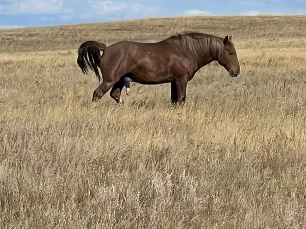 Hengst, Kazakh horse