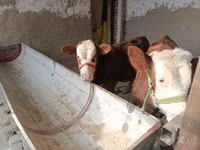 公牛, Simmental cattle — 照片 2