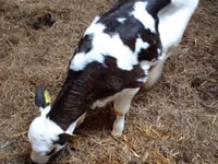 Vaca, Russian Black pied cattle — foto 3