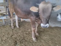 公牛, Swiss cattle — 照片 2