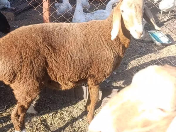 نعجة, Arashan sheep — قيرغيزستان