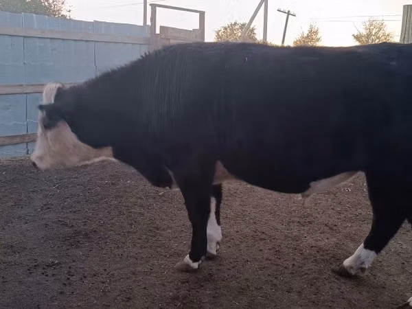 公牛, Kazakh White-headed cow — 哈萨克斯坦