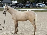 Stute, Rocky Mountain Horse — Foto 1