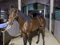 Айғыр, Arabian horse — 2-сурет