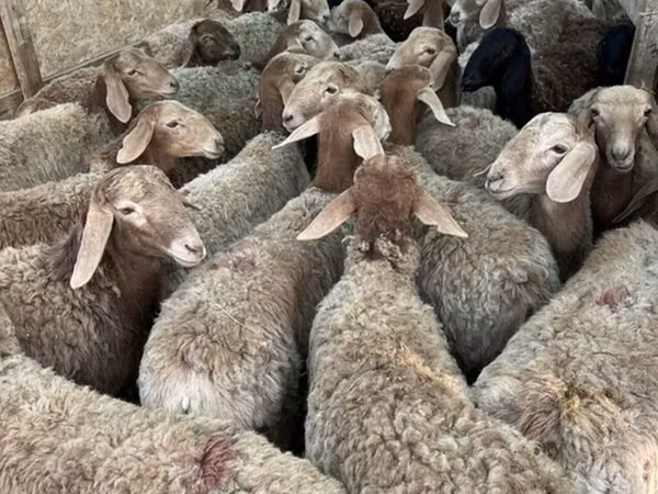 Oveja, Ovejas