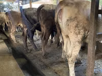 Cow, Cattle — photo 7
