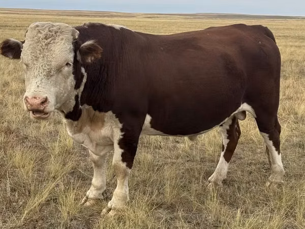 Toro, Vaca kazaja de cabeza blanca