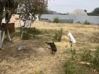 Chickens — Foto 3
