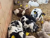 Cattle (batch, sex not specified), Simmental cattle — photo 3