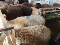 Қой, Tian-Shan semifinewool sheep — 3-сурет