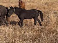 Hengst, Kazakh horse — Foto 1