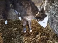Bulle, Simmental cattle — Foto 3