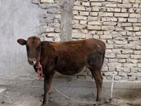 Vaca, Ganado vacuno — foto 3
