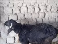 كبش, الأغنام — الصورة 4