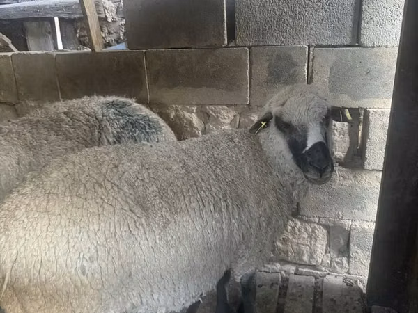 كبش, الأغنام — كازاخستان