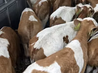 ثور, Simmental cattle — الصورة 2