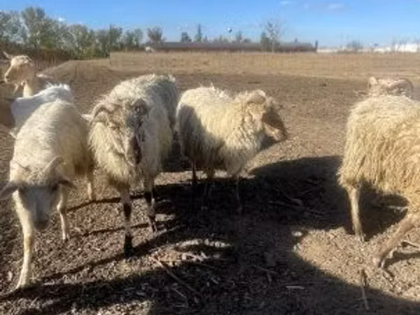 Кочкор, Меринос койу
