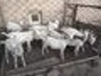 ماعز (دفعة، الجنس غير محدد), Saanen goat — الصورة 4