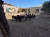 نعجة, الأغنام — الصورة 1