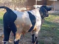 Bull, Simmental cattle — photo 2