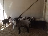 كبش, الأغنام — الصورة 1