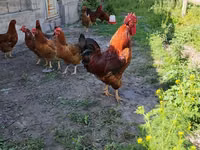 Chickens — Foto 1
