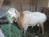 Sheep, Sheep — photo 5