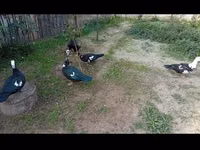 Ducks — Foto 1