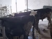 Buqa, Russian Black pied cattle — 3-rasm