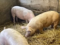 Boar — photo 1
