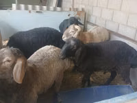 Carnero, Hissar sheep — foto 5
