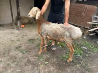 Кочкор, Рён кочкору — сүрөт 4
