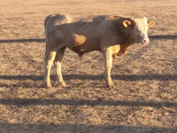 ثور, Simmental cattle — الصورة 4