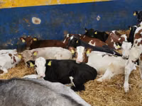 Бұқа, Simmental cattle — 5-сурет