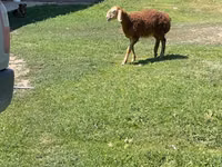 Schaf, Arashan sheep — Foto 4