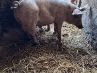 Eber, Schweine — Foto 1