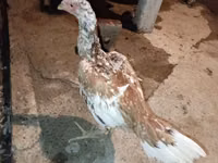 Chickens — 照片 2