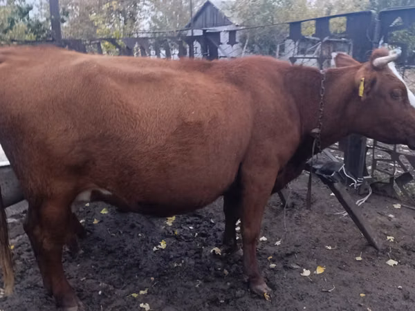 Kuh, Latvian Blue cattle
