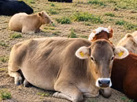 गाय, Swiss cattle — फ़ोटो 2
