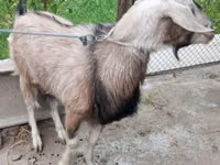 عنزة, Irish goat — الصورة 2