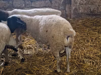 公羊, Dorper sheep — 照片 2