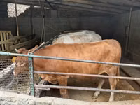 Cow, Simmental cattle — photo 8