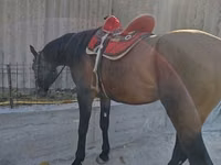 Caballo, Thoroughbred horse — foto 4