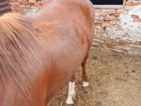 حصان, Horse breed — الصورة 1