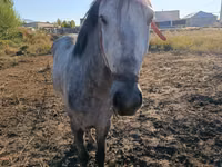 حصان, Thoroughbred horse — الصورة 2