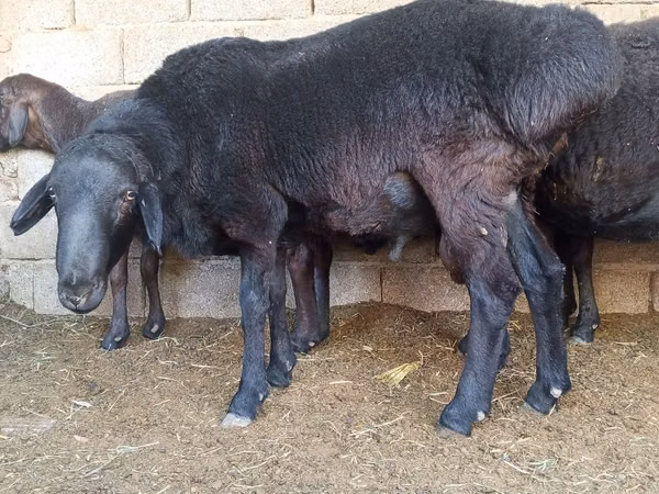 كبش, الأغنام — أوزبكستان