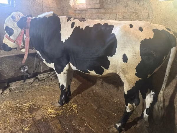 Bulle, Russian Black pied cattle