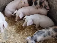 Säue, Schweine — Foto 3