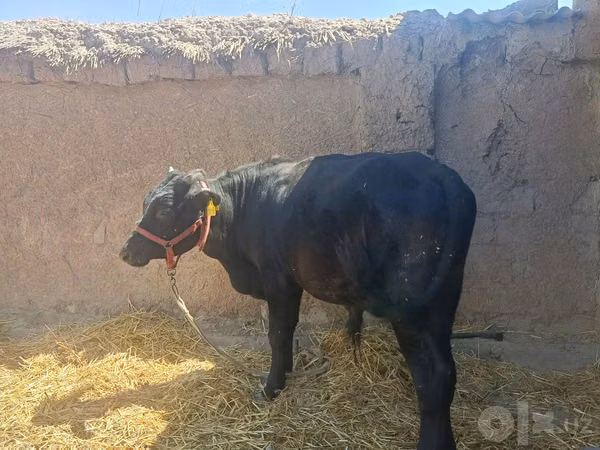 公牛, Cattle — 乌兹别克斯坦