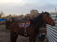 Caballo, Caballos — foto 1